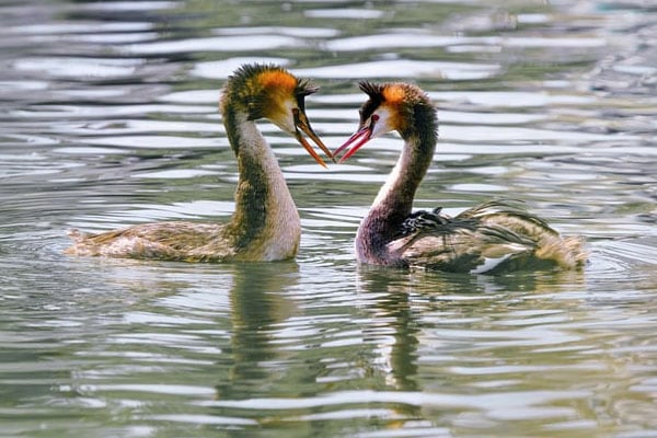 Grebes bird in lake