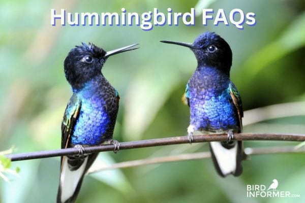 Hummingbird FAQs