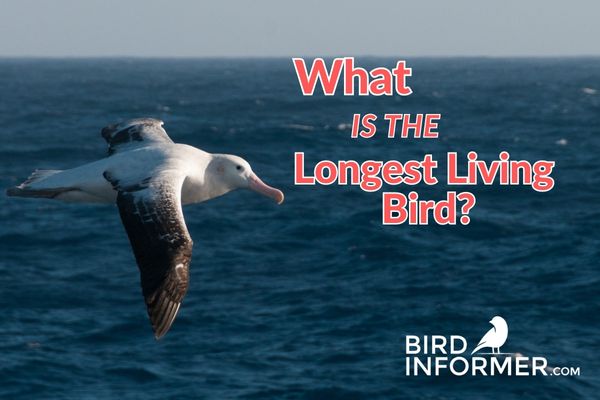 Longest Living Bird
