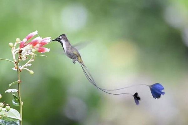 Marvelous Spatuletail feeding off nectar