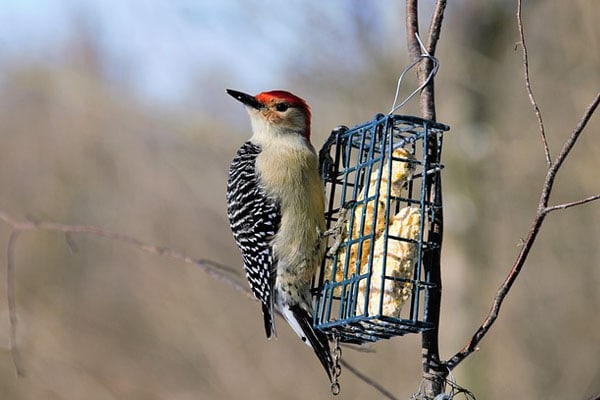 Red-bellied woodpecker at suet feeder