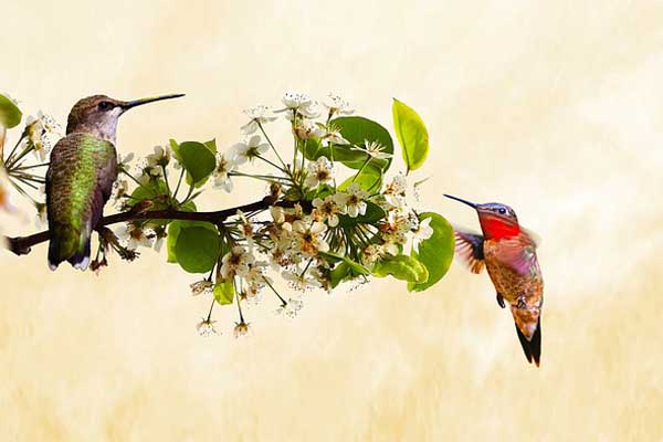 Ruby-Throated Hummingbird male and female