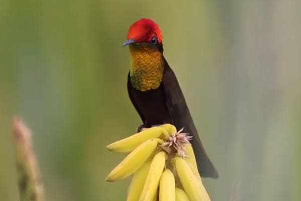 Ruby-Topaz Hummingbird