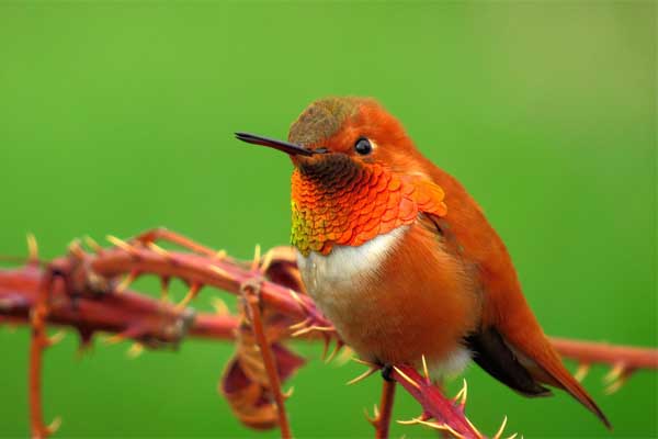 Rufous Hummingbird