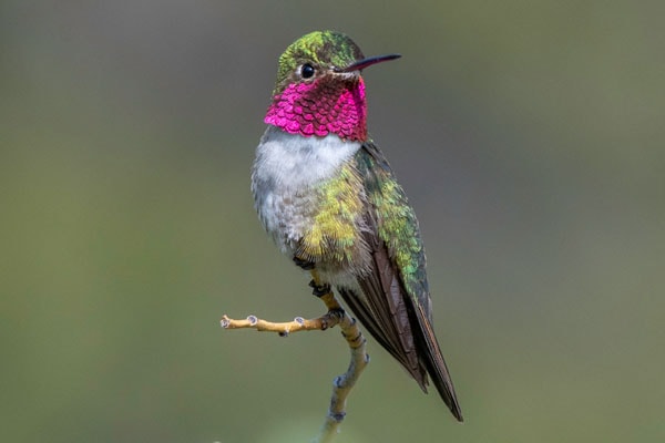 Selasphorus platycercus or Broad-tailed hummingbird