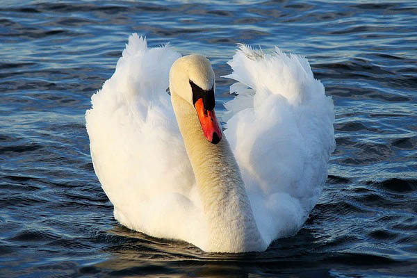 Swan swimming in water