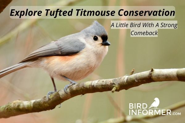 Tufted Titmouse Conservation