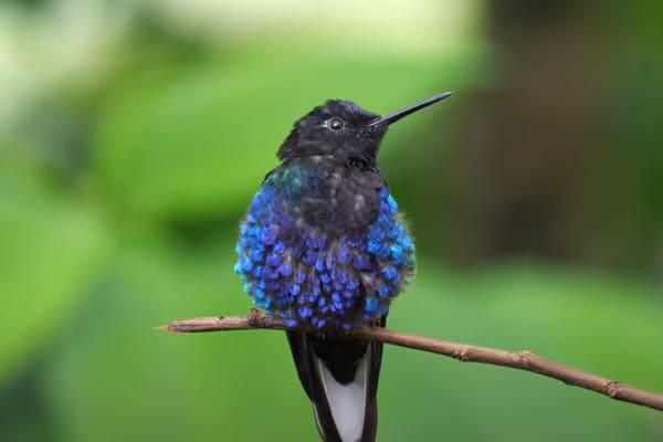 Velvet-Purple Coronet