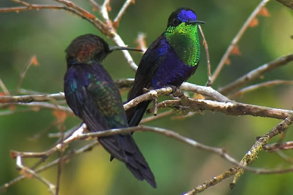 Violet-Crowned Woodnymphs on perch