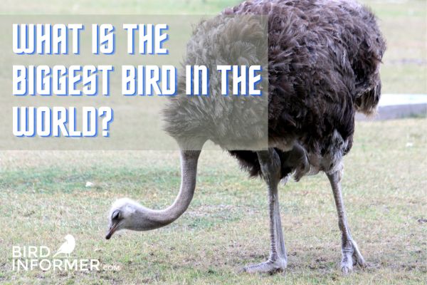 What Is The Biggest Bird In The World