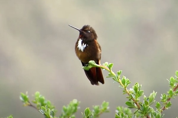 White-Tufted Sunbeam hummingbird