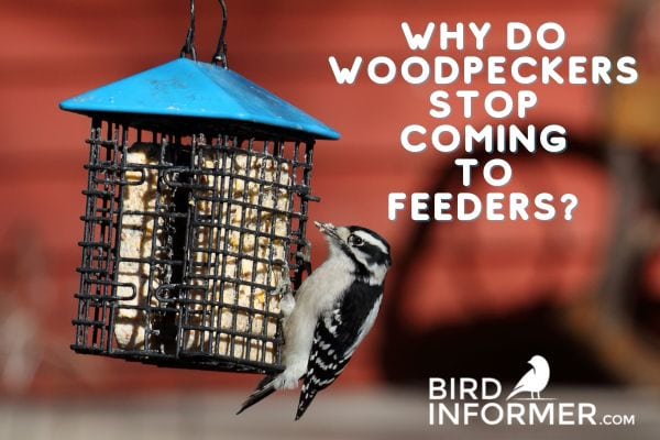 Why Do Woodpeckers Stop Coming To Feeders