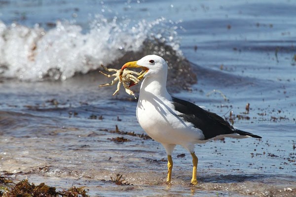 albatross eating a crab