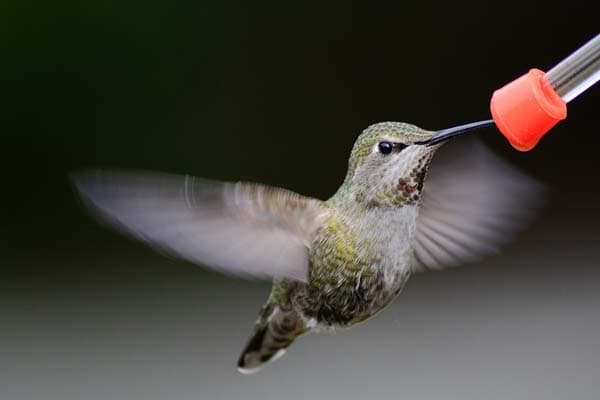 annas hummingbird female