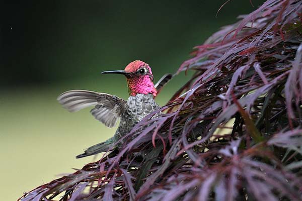 annas hummingbird male