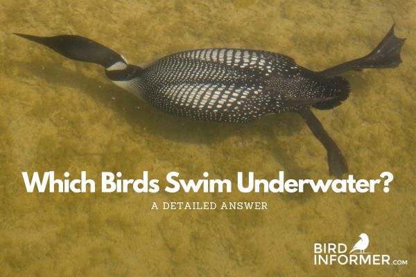 birds that swim underwater
