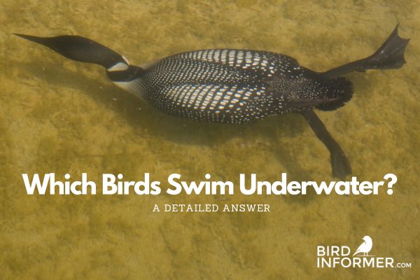 Birds That Swim Underwater