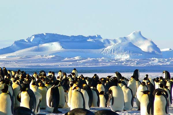 emperor penguin in snow