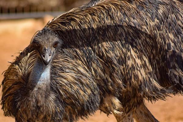 emu a large sized bird