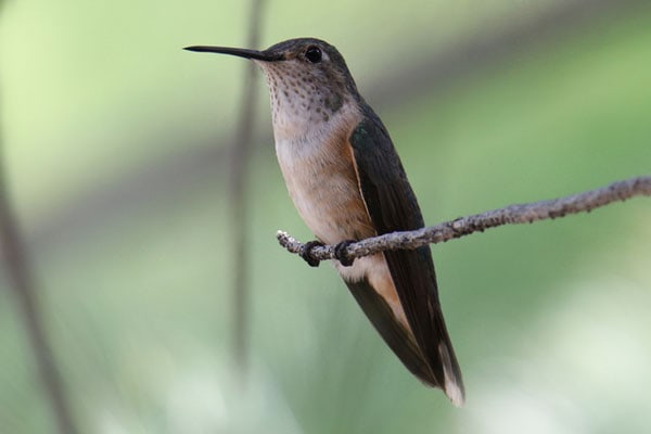 female broad-tailed hummingbird