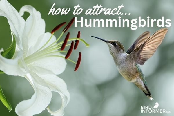 how to attract hummingbirds