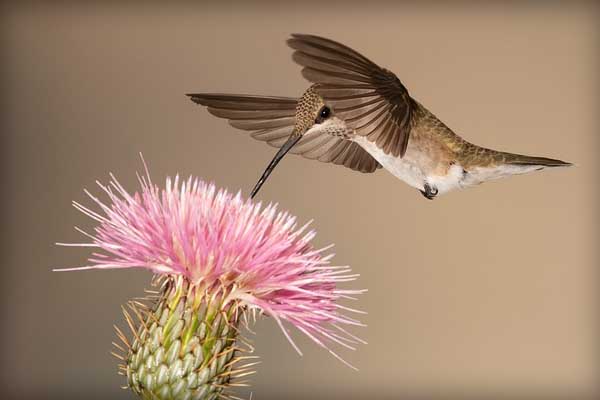 hummingbird and flower