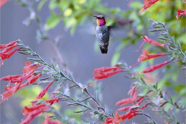 hummingbird and tubular flowers