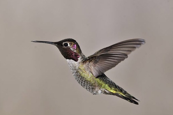 hummingbird migration