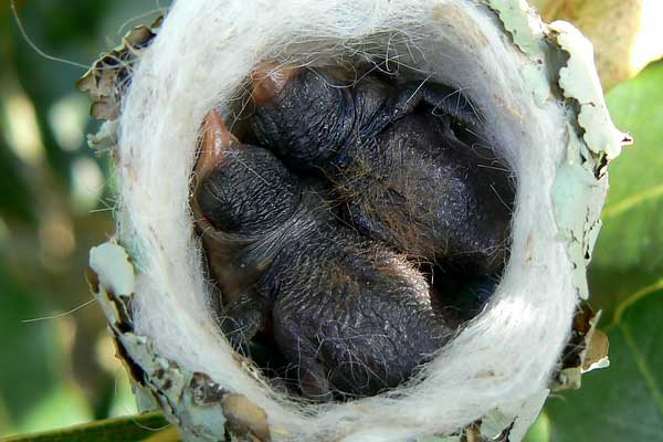 hummingbird nest