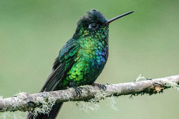 hummingbird perched on branch