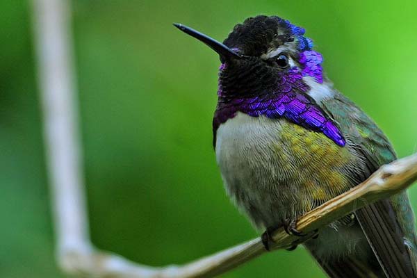 image of Costa's hummingbird