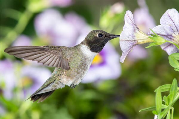 image of a black-chinned hummingbird at feeder