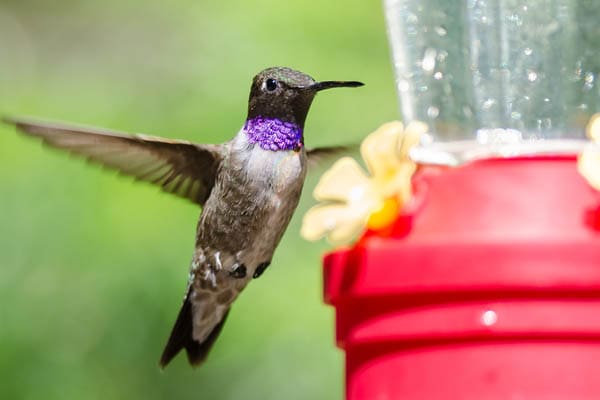 image of a black-chinned hummingbird in flight