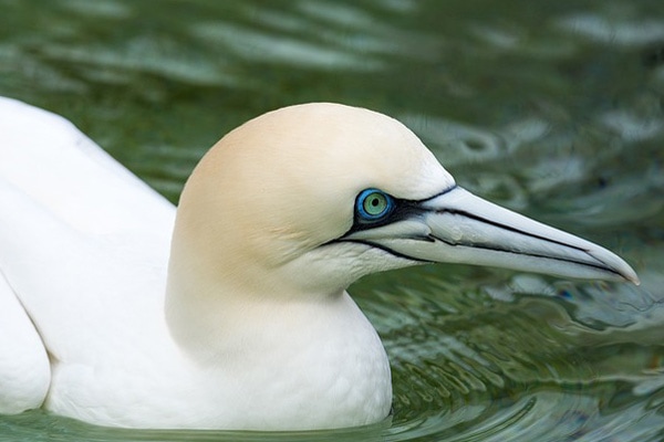 image of a booby bird