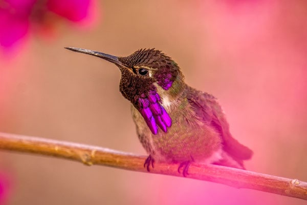 image of a costa's hummingbird perched on branch