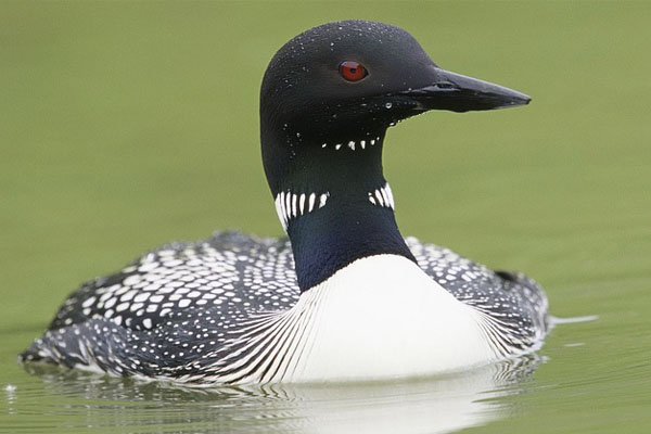 image of a loon swimming in a lake