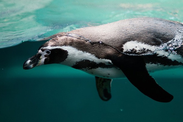 image of a penguin swimming underwater