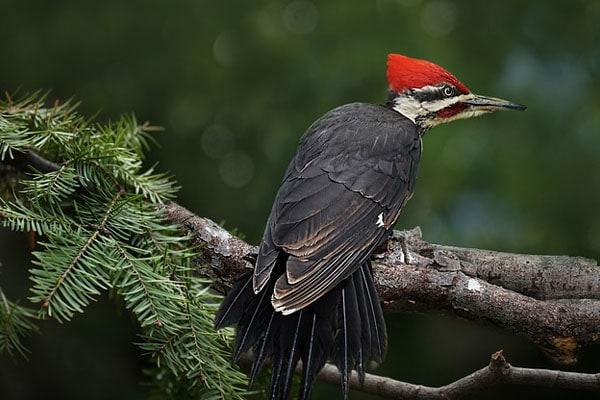 image of a pileated woodpecker on branch