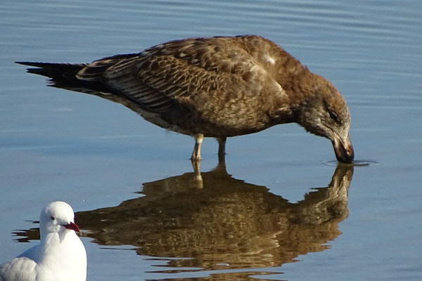 image of a shearwater bird with seagull