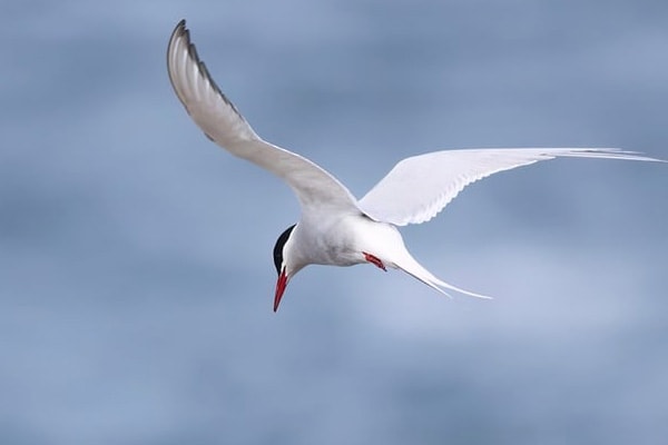 image of a tern depicting a bird that swim underwater
