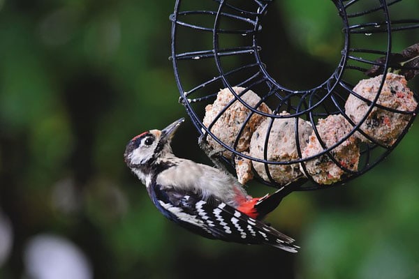 image of a woodpecker at suet feeder