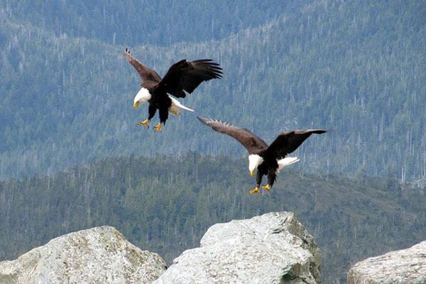 image of bald eagle in rain depicting bald eagle adaptations