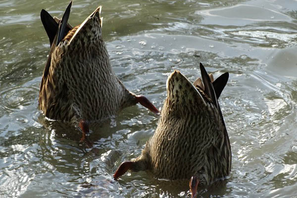 image of diving ducks