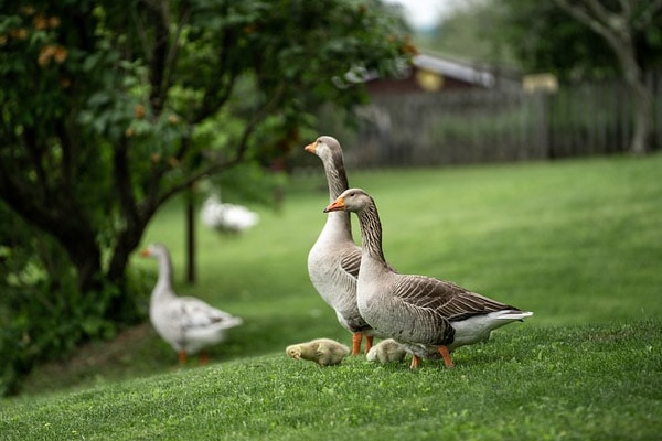 image of geese
