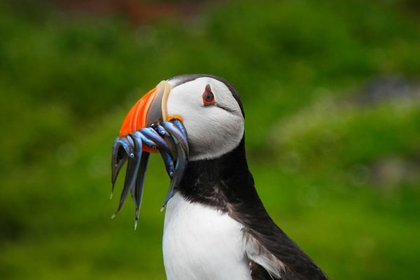 image of a puffin with fish in its beak