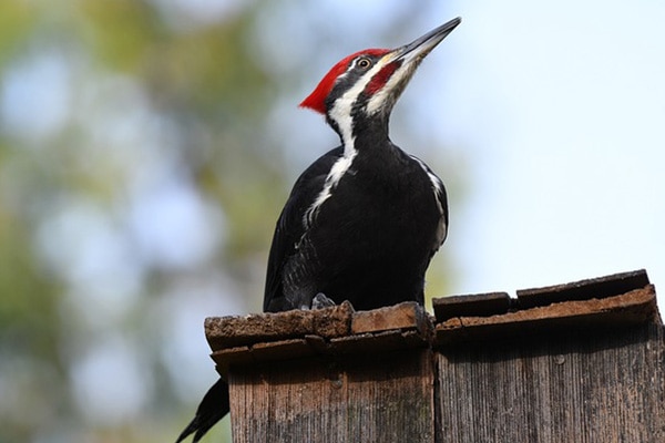native american folklore depicting woodpecker as a sacred bird