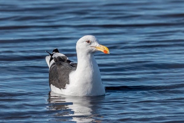 ocean bird