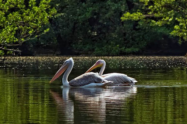 pelicans swimming in a lake