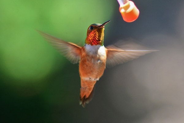 rufous hummingbird at feeder