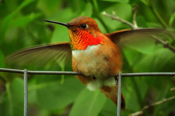 rufous hummingbird male